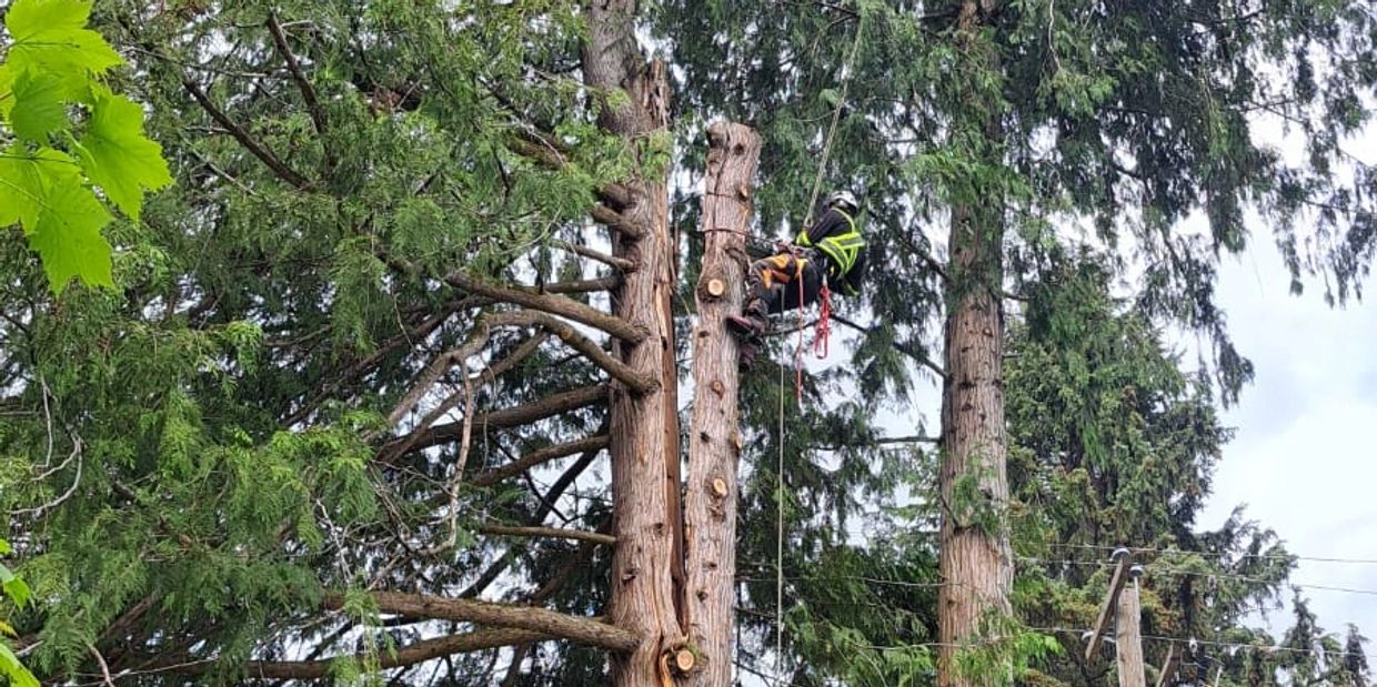 Large hazardous tree removal in Revelstoke BC residential yard by Selkirk Tree Care arborist