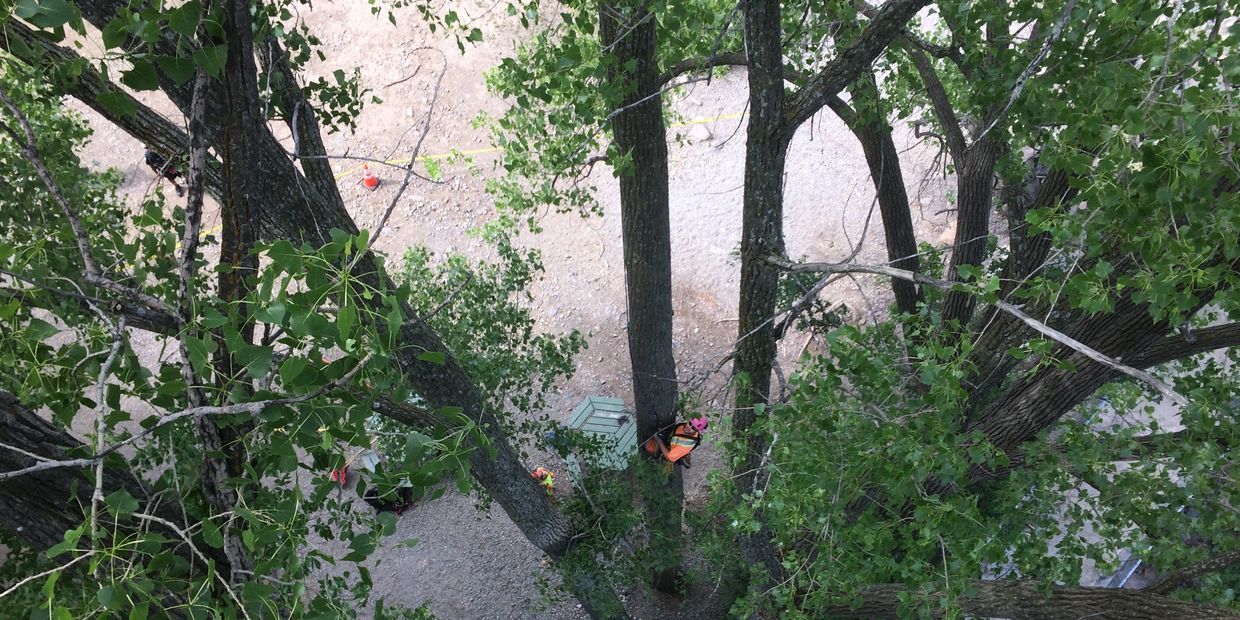 Professional tree pruning in Revelstoke BC removing dead and overgrown branches safely