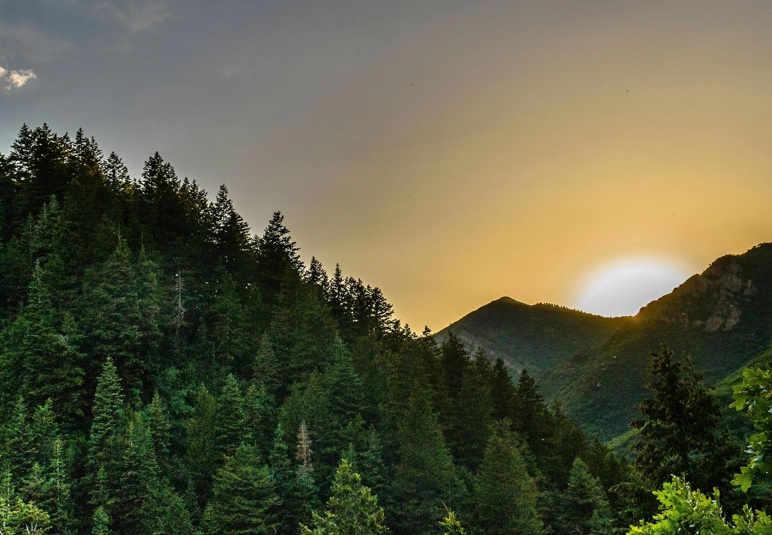 Sunset casting golden light over a dense pine forest and mountain silhouette.