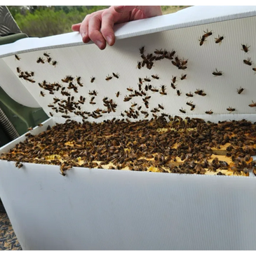 Image of Nucleus Hive in corflute nuc. 