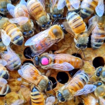 Image of Queen Bee with coloured dot on her back. 