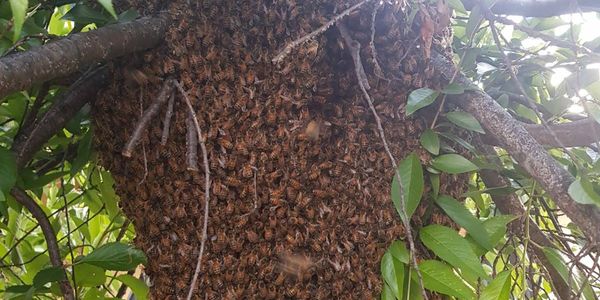 Swarm of bees in a tree about to be removed by Woodbee Apiaries team. 