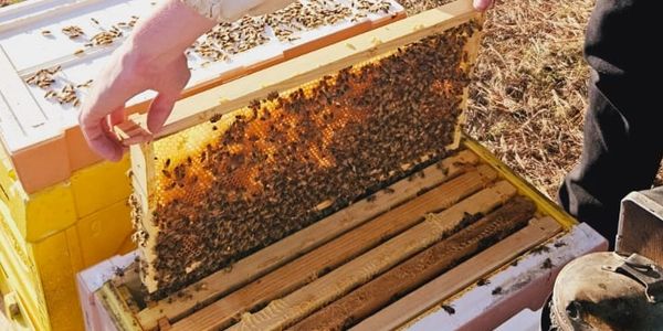 A Nucleus Hive being installed into a hive box by the Woodbee Apiaries team member