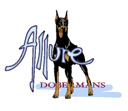 Allure Dobermans