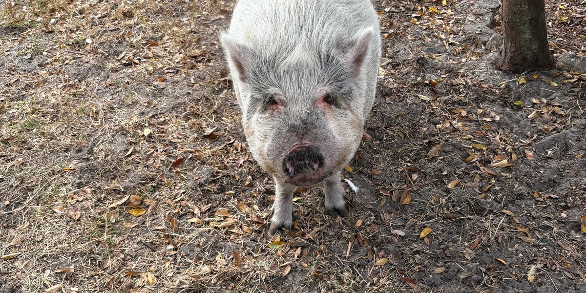Pork Butt Pastures Inc