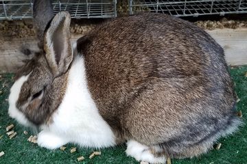 For Sale | Brie's Bunny Barn