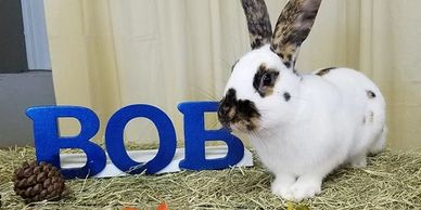 Rabbit Show Results | Brie's Bunny Barn