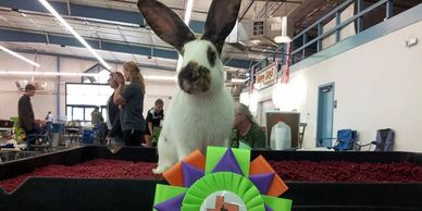 Rabbit Show Results | Brie's Bunny Barn