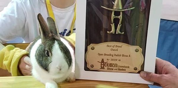 Rabbit Show Results | Brie's Bunny Barn