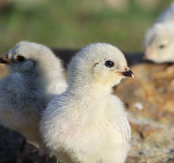 Lavender Ameraucana