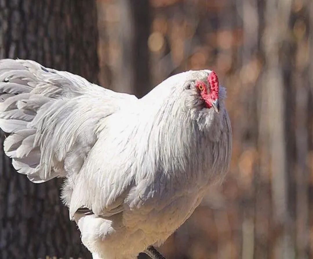 Lavender Ameraucana