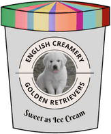 English Creamery 
Golden Retrievers

