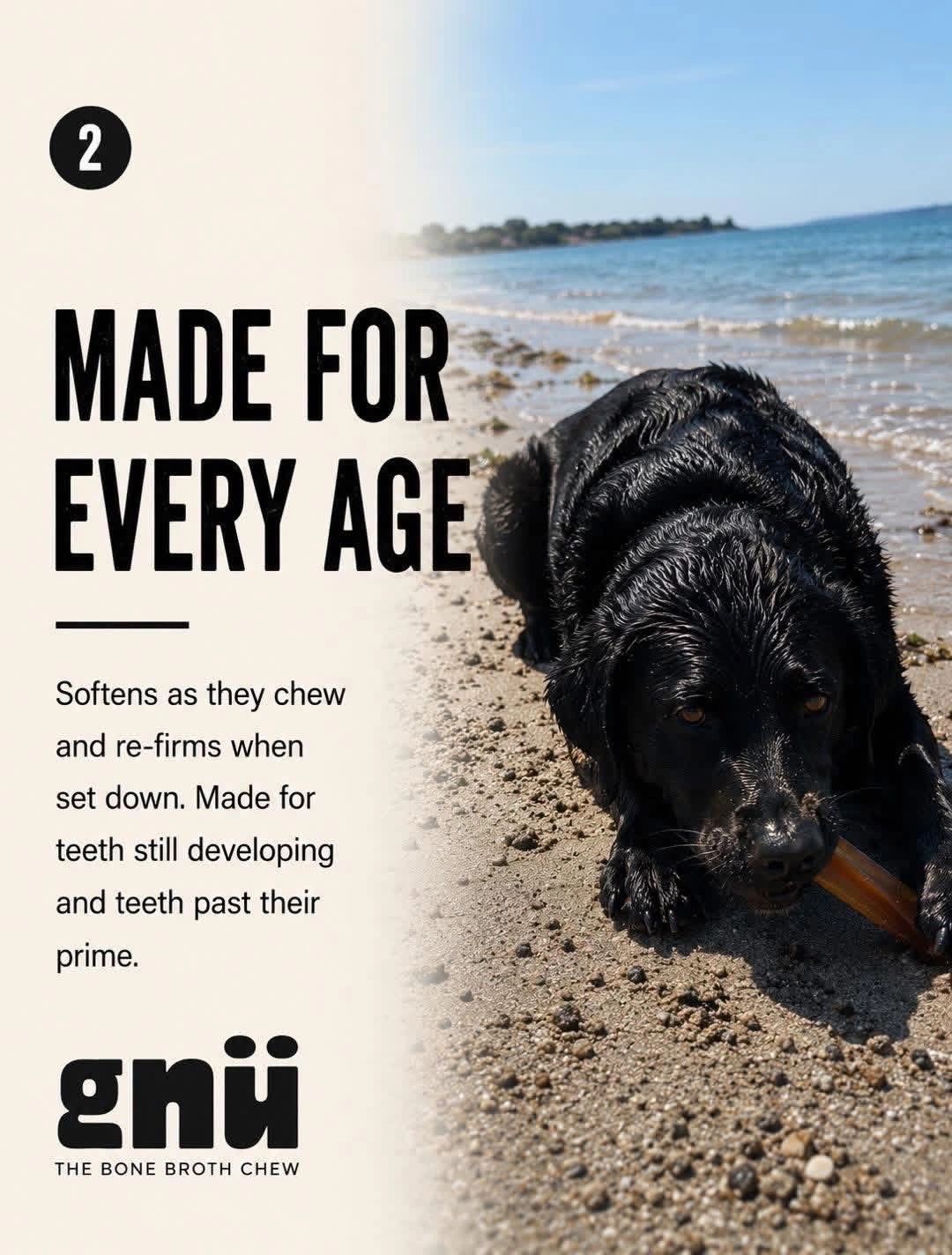 Wet black dog chewing a bone on the beach.