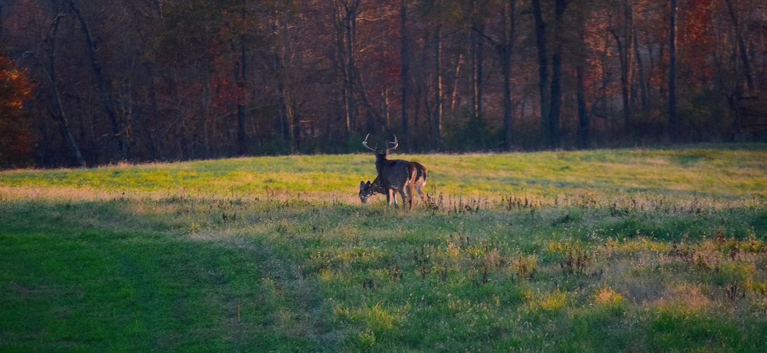 Ohio big buck on land for sale.