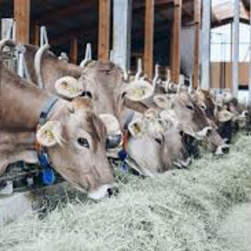 Cows lined up eating hay inside a barn.