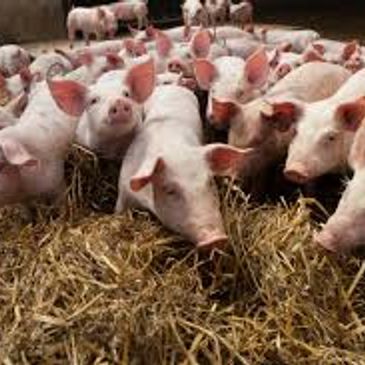 A group of pigs resting on straw bedding in a farm enclosure.