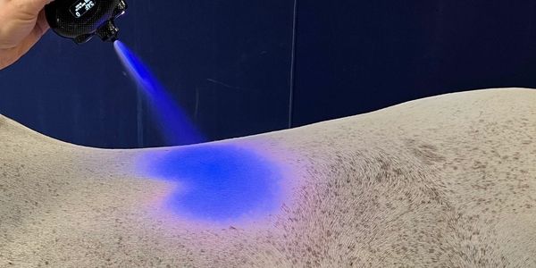 A hand sprays blue liquid onto a horse's back under dark lighting.