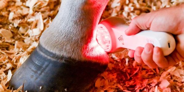 A person shines a light on a horse's hoof in a stable.