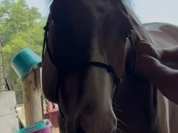 Close-up of a horse being gently petted outdoors.