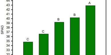 Bar chart showing SPAD values on May 14, 2024, with categories labeled A, B, and C.