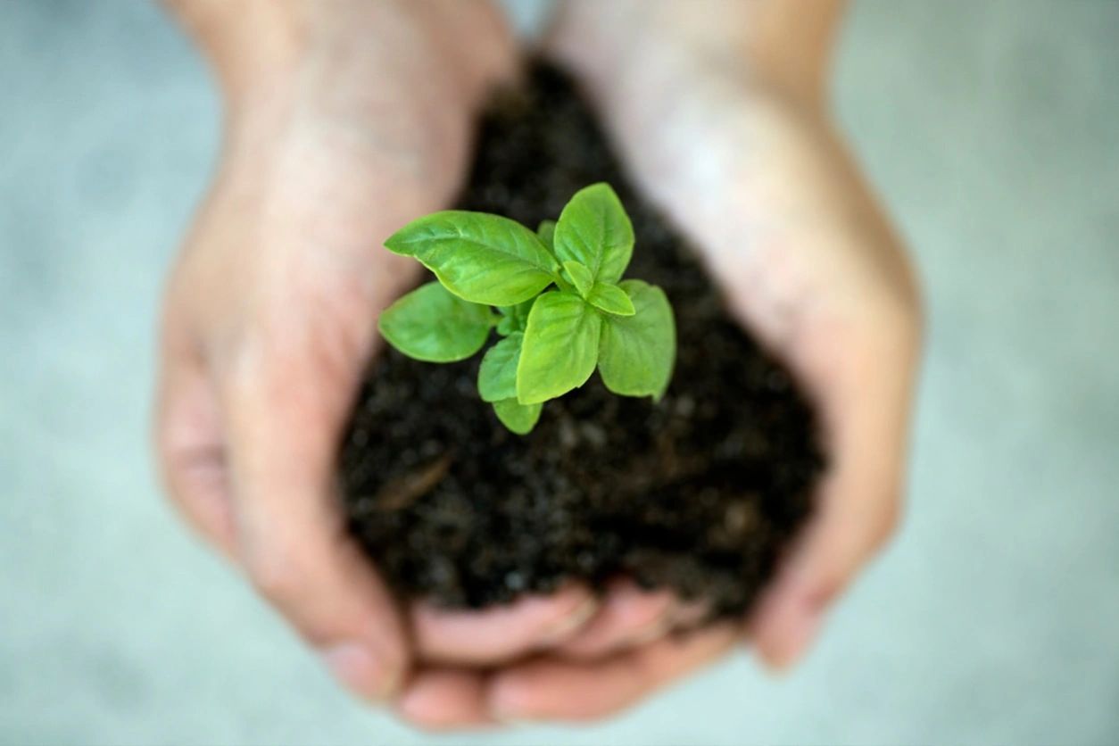 Hands holding soil with a small green plant.