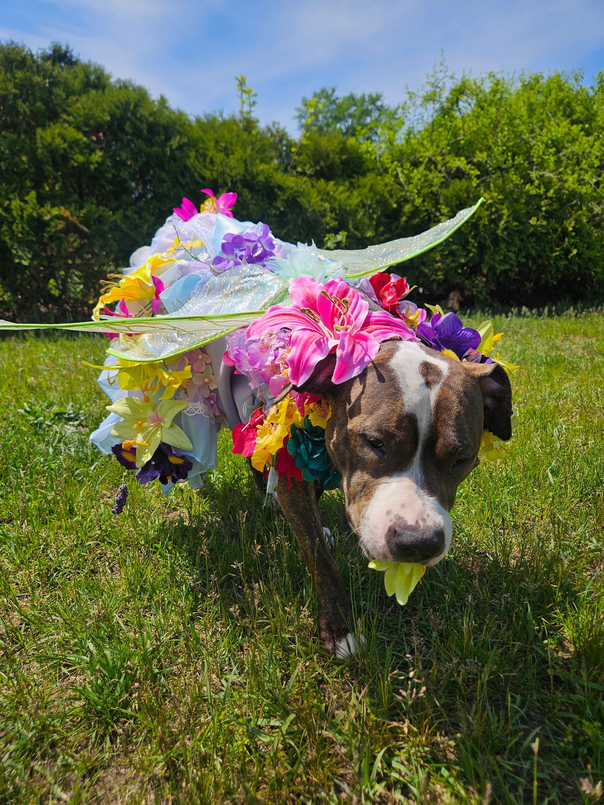 Picture of the company mascott Lily the dog in her custom fairy costume 