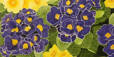 "Pretty Primrose," an original colored pencil Flower painting.