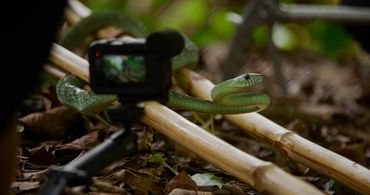 Green Mamba with GoPro. Rhett Cutrell, Fornever Productions