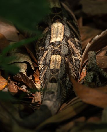 West African Gaboon Viper tail. Rhett Cutrell, Fornever Productions