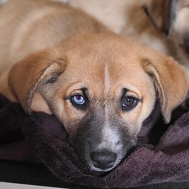 Puppy with one blue and one brown eye resting on a blanket.