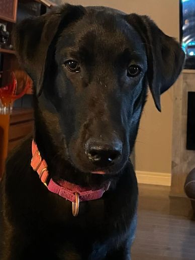 Close-up of a black dog with a pink collar indoors.