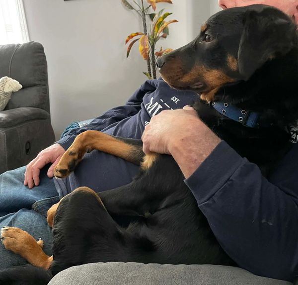 A Rottweiler comfortably sitting on a person's lap on a couch.