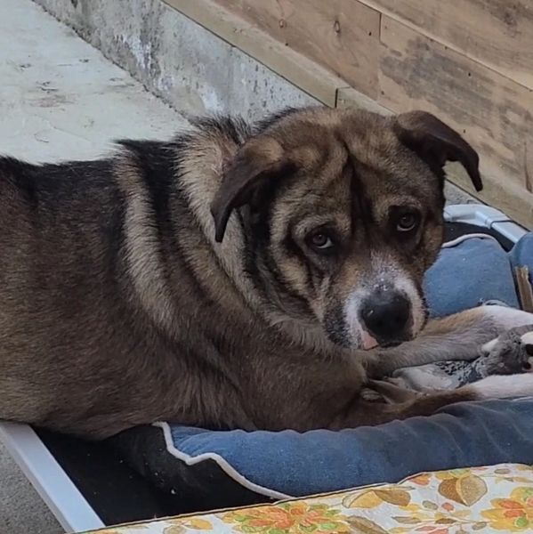 A large dog resting on a blue bed near a wooden wall.