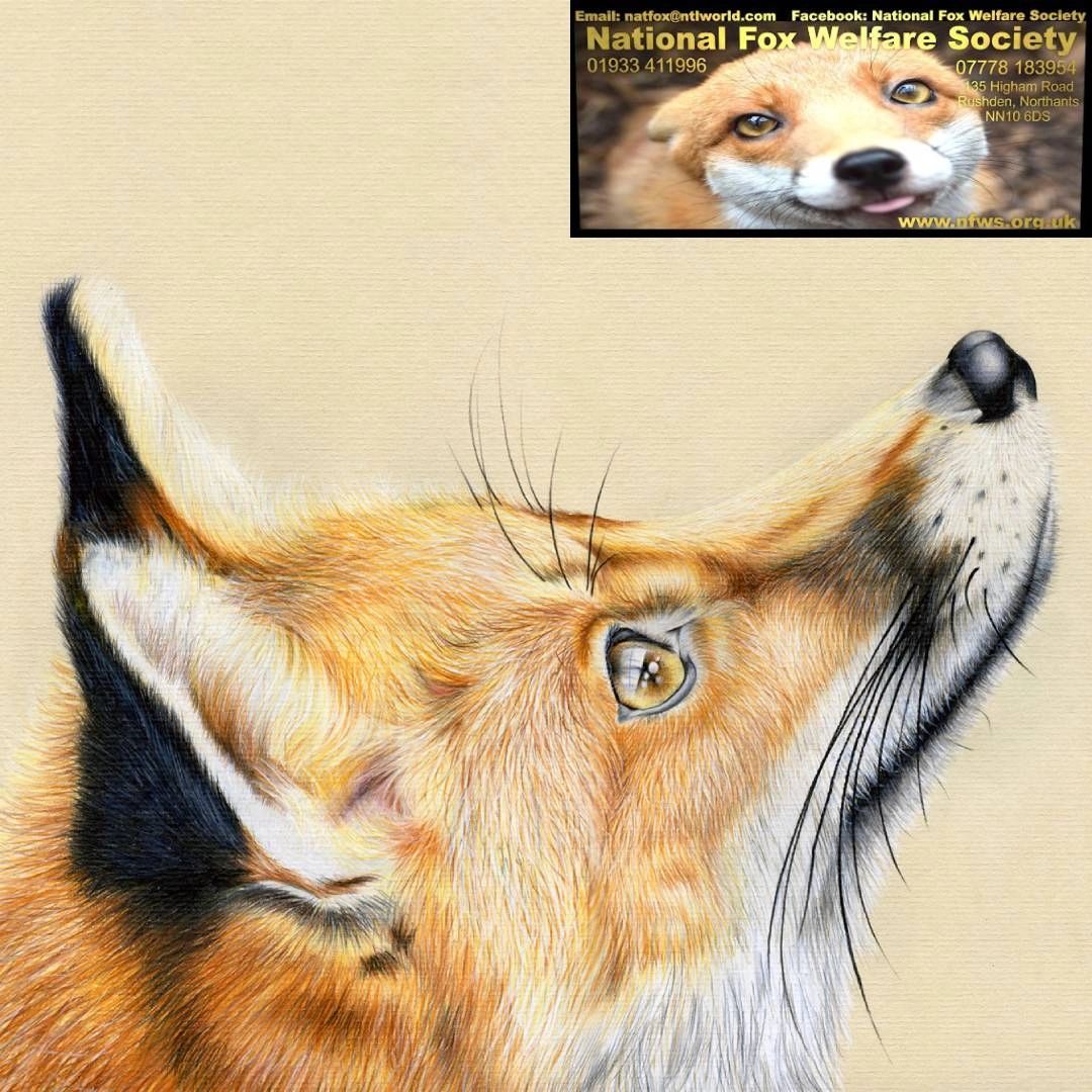 Realistic drawing of a fox looking up with a National Fox Welfare Society banner.