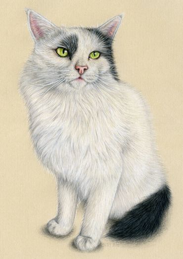 Cat drawing