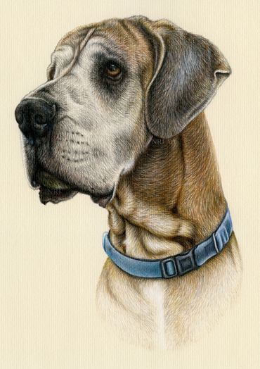 Dog drawing