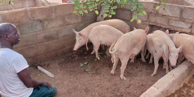 BCNAF has also been able to purchase goats, sheep, pigs and other animals that help sustain lives in