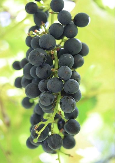 Cluster of grapes