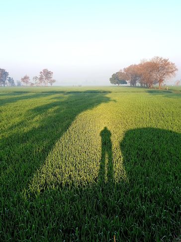 Shadow of a person and vehicle cast on a green field with trees in the distance.