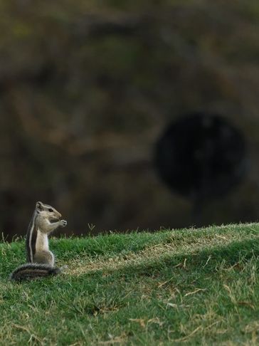 Chipmunk sitting on grass, holding food.