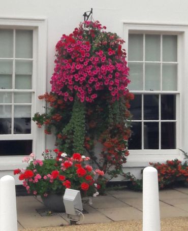 Vibrant pink and red flowers in pots outside a white building with windows.
