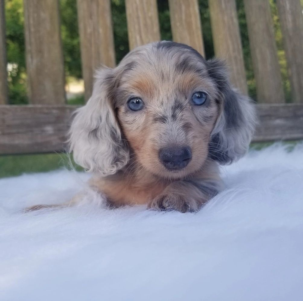 Red piebald sale dachshund for sale