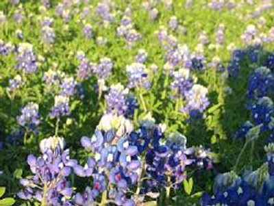 Field of bluebonnets.