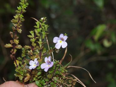 Pretty Eyebright Euphrasia bella is monitored by Altitude Ecology as part of the NSW Government Depa