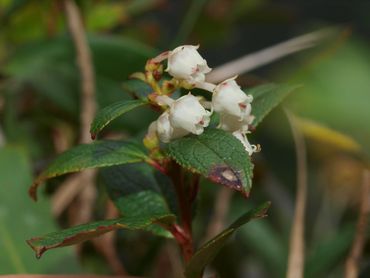 Green Waxberry Gaultheria viridicarpa is monitored by Altitude Ecology as part of the NSW Government