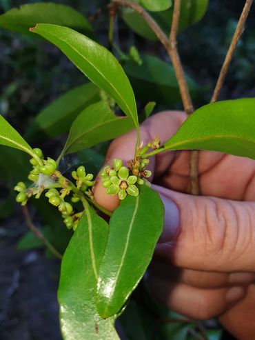 Endiandra wongawallanensis was named and described by Lui Weber from Altitude Ecology an Endangered 