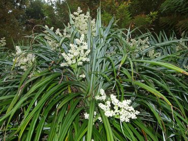 Silver Sword Lily Neoastelia spectabilis is restricted to only five waterfalls in the Bellinger Esca