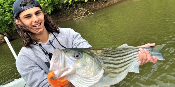 rockfish / stripers /striped bass on the Roanoke River at Roanoke Rapids / Weldon NC