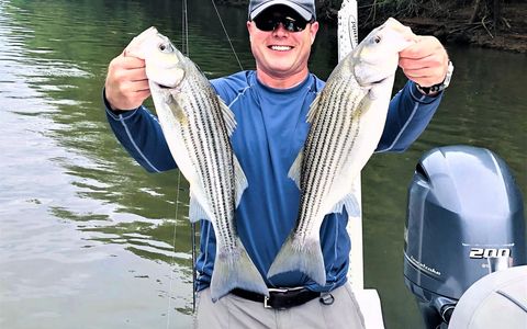 rockfish / stripers /striped bass on the Roanoke River at Roanoke Rapids / Weldon NC