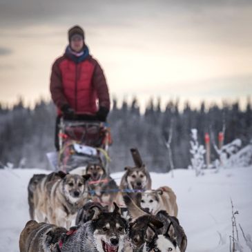 Race to the Sky: Musher Stamm and pups rise from the ashes